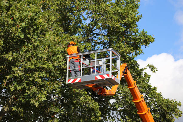 Best Palm Tree Trimming  in Mount Vernon, IN